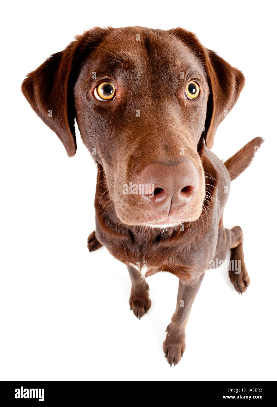 Isolés, animal, animal de compagnie, chien, funny, exaspérante, pert, Nausicaa, mignon, blanc, Banque D'Images