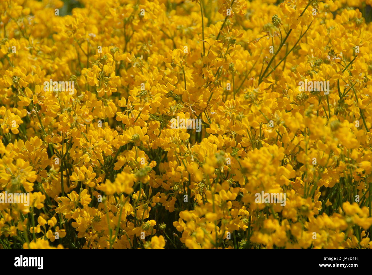 Belle, beauteously, Nice, jardin, fleurs, fleurir, s'épanouir, en plein essor, Banque D'Images