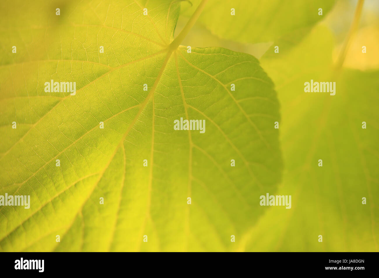 Nature de l'été. Macro de laisser sur fond vert de la lumière du soleil. Banque D'Images