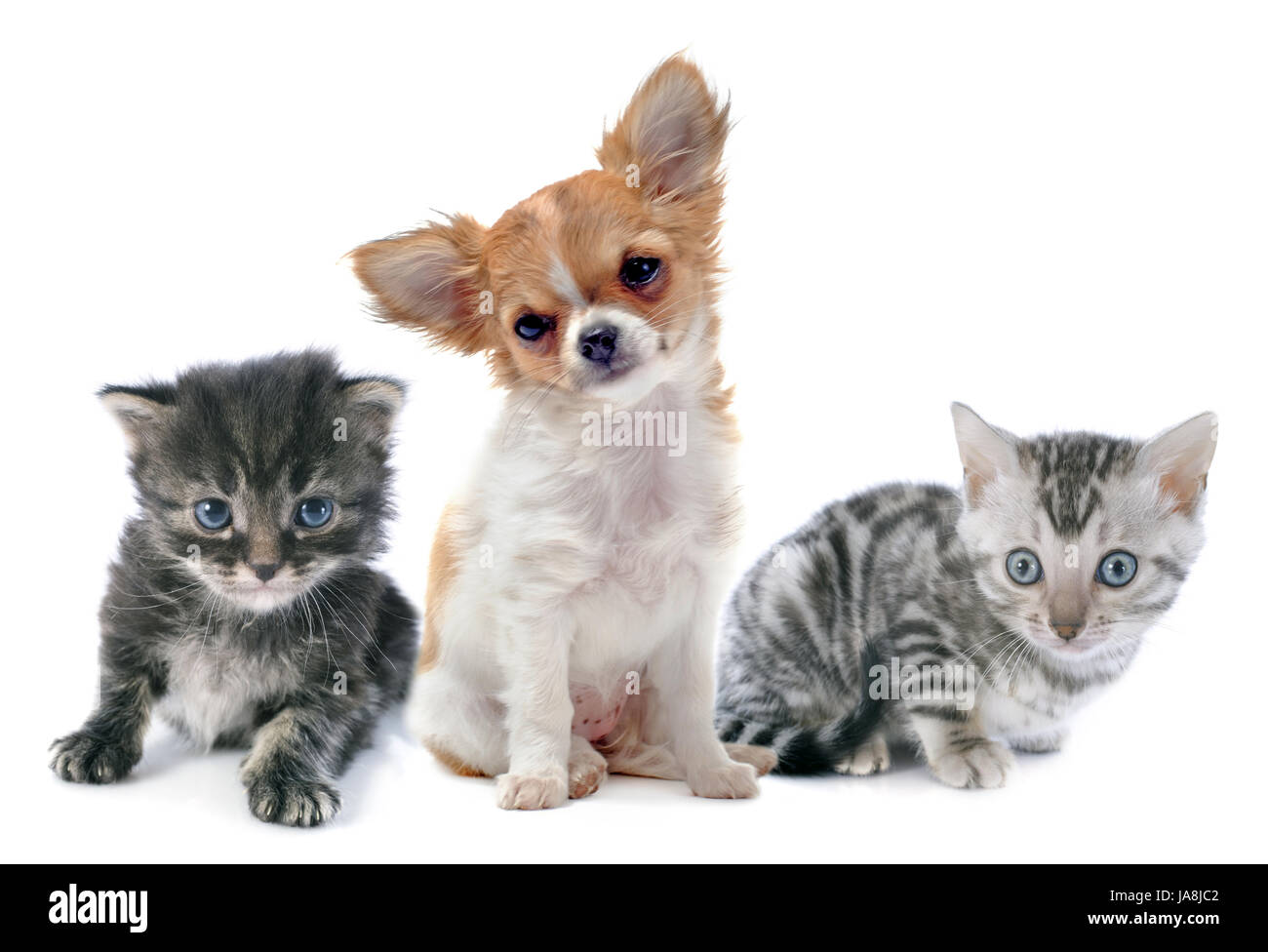Chien, chat, chiot, chaton bébé, pussycat, chat, chat domestique, animal, animal, brown, Banque D'Images