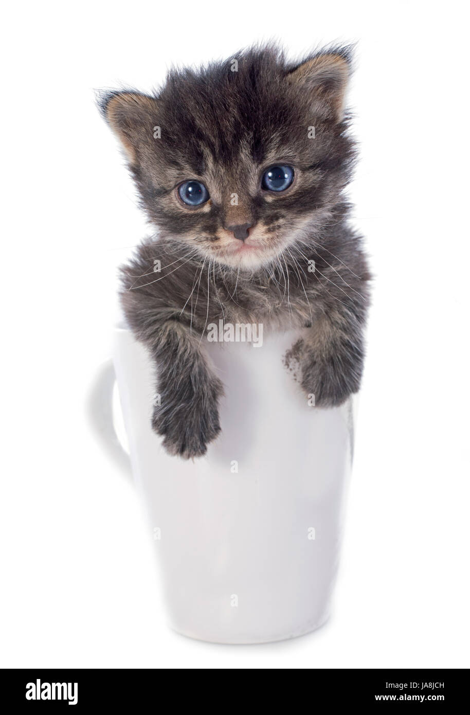 Tasse, bébé chat, chaton, chaton, chat, chat domestique, gris, gris, bleu, l'animal, Banque D'Images