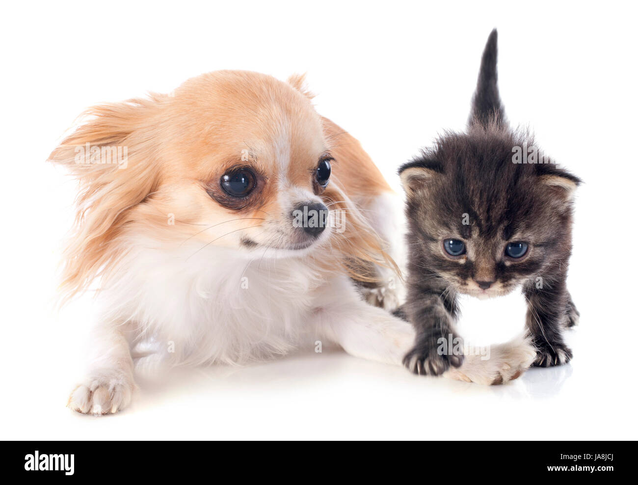 Animal, animal de compagnie, chien, chat, chiot, chaton bébé, pussycat, chat, chat domestique, gris, Banque D'Images