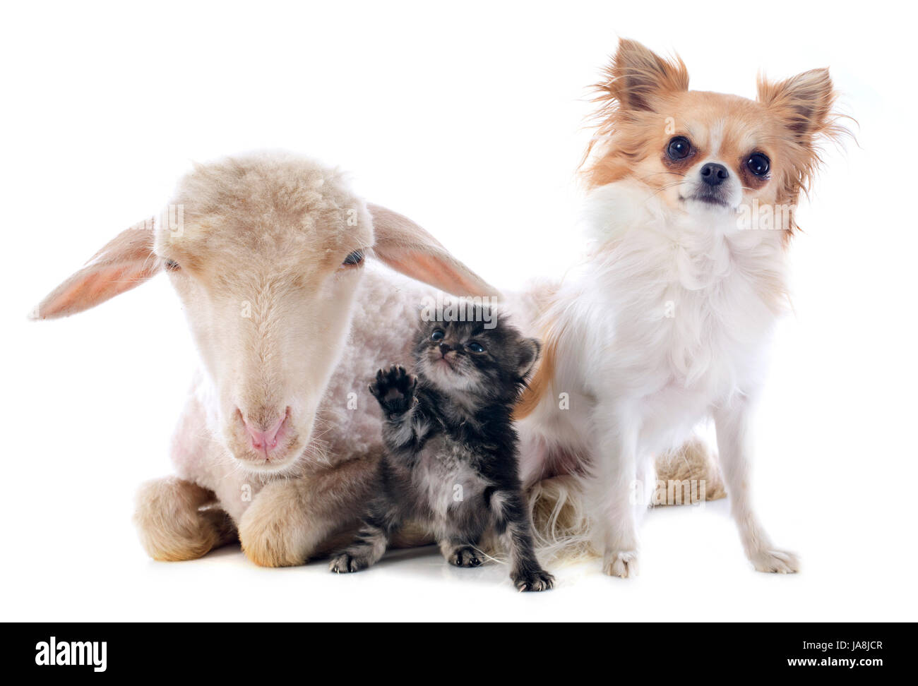 Les moutons, chien, chat, trois, bébé chaton, ewe, pussycat, chat, chat domestique, l'agneau, Banque D'Images