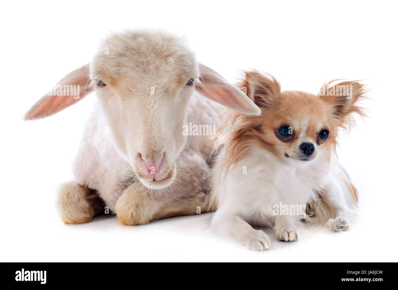 Les moutons, chien, chat, trois, bébé chaton, ewe, pussycat, chat, chat domestique, l'agneau, Banque D'Images