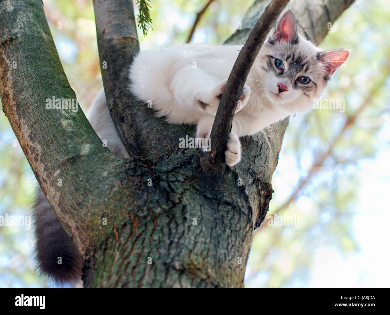 Bébé chat, chaton, chaton, chat, chat domestique, tronc, bleu, jeu, tournoi, Banque D'Images