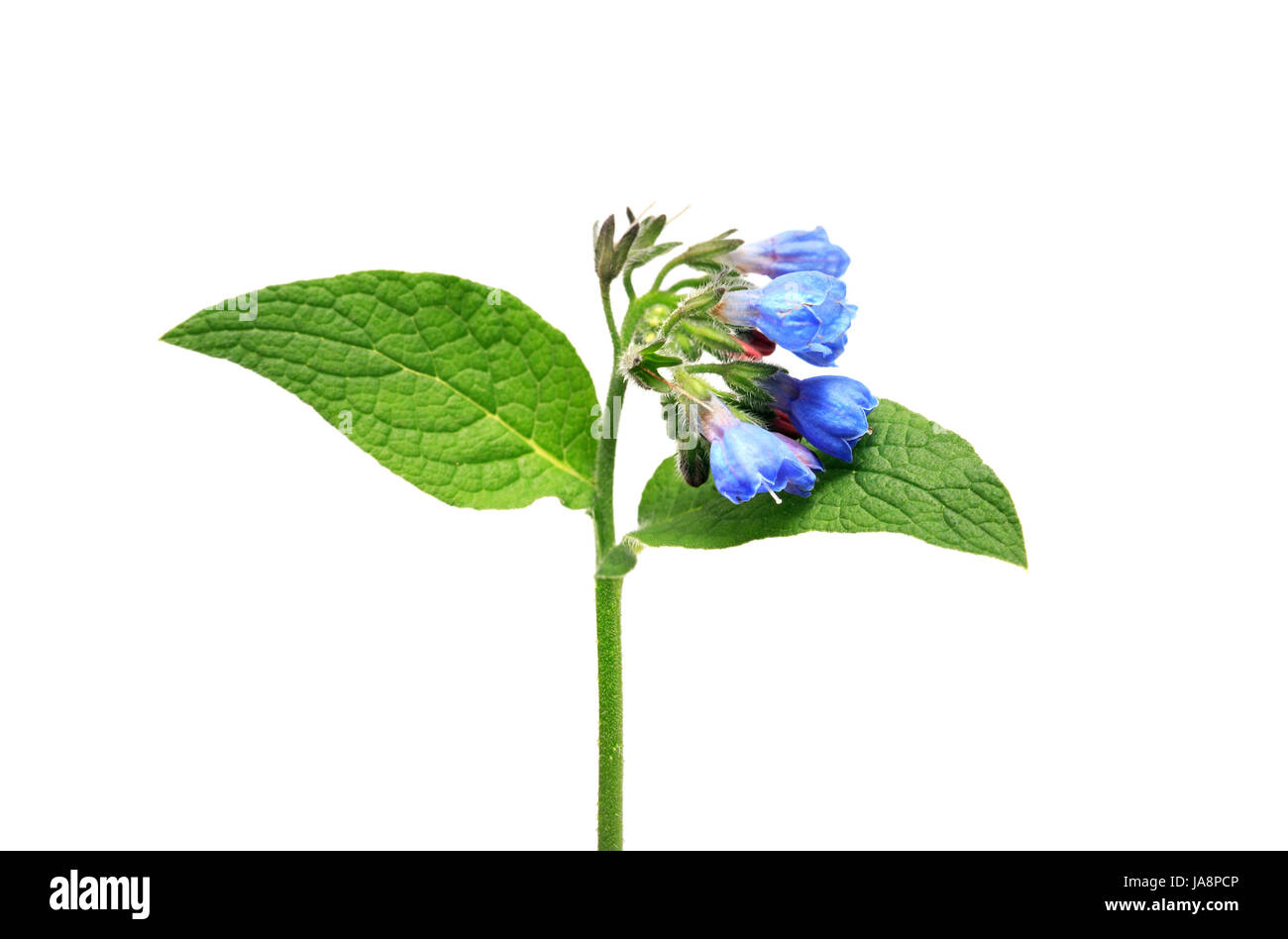 Beauté bleu fleur sauvage avec des feuilles vertes sur fond blanc Banque D'Images