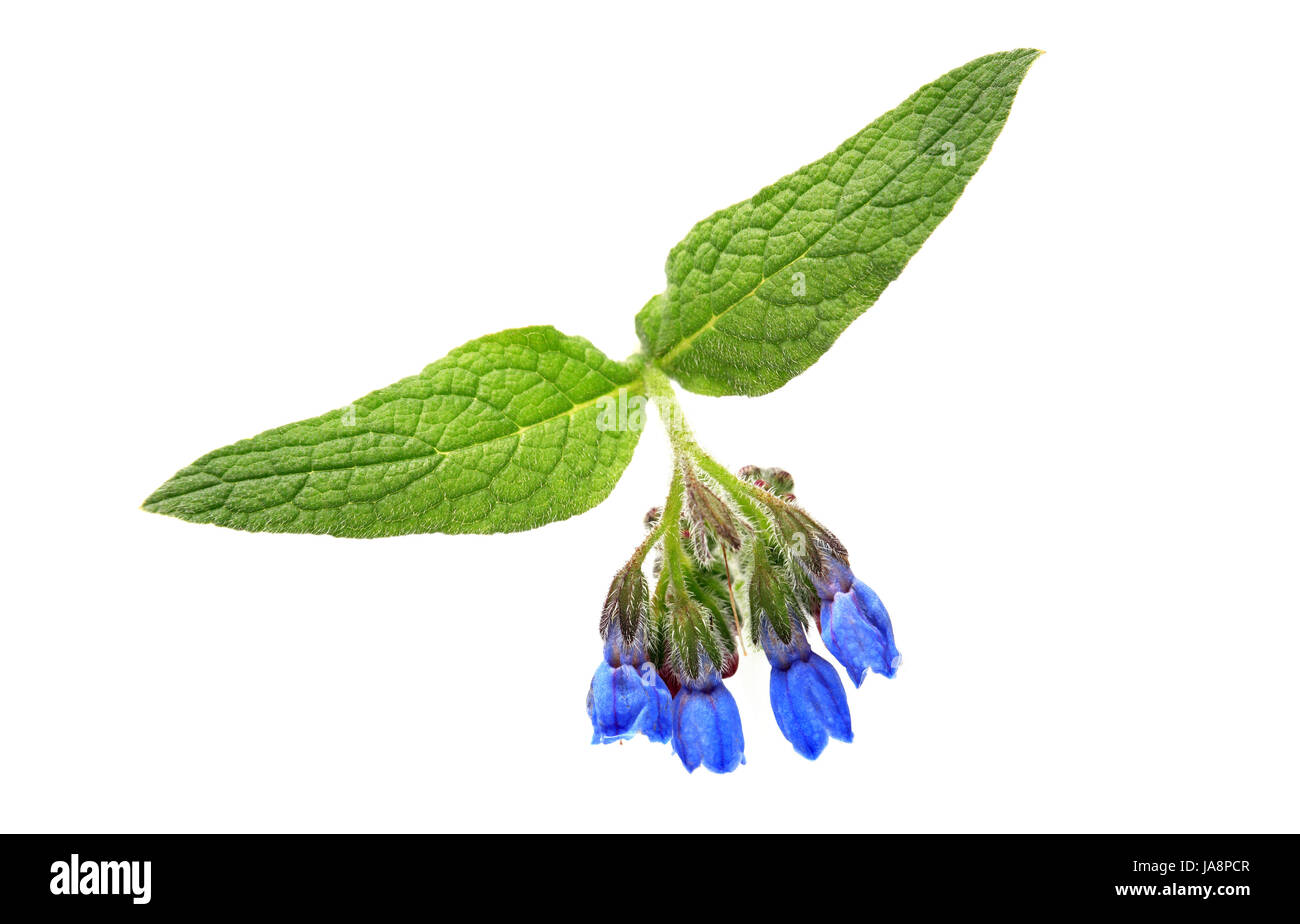 Beauté bleu fleur sauvage avec des feuilles vertes sur fond blanc Banque D'Images