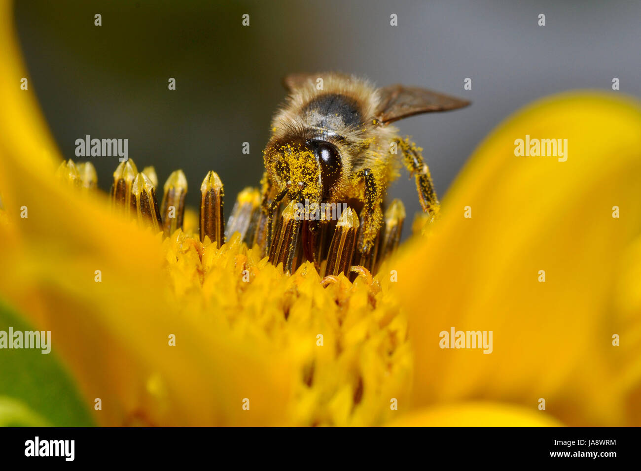 Insectes, fleurs, fleurir, s'épanouir, en plein essor, les pétales, le pollen, les étamines, abeille, Banque D'Images