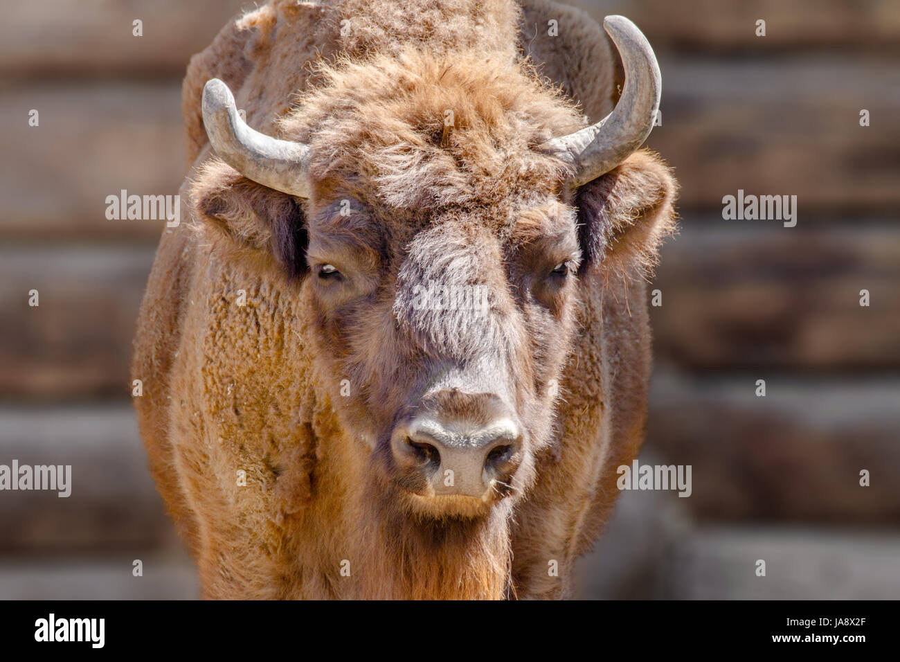 Image de la tête d'un taureau rouge près du mur d'une maison en bois Banque D'Images