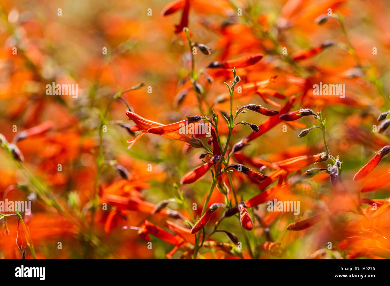 Penstemon pinifolius, bokeh, fleurs, beardtongue Pineneedle Pineneedle, Banque D'Images