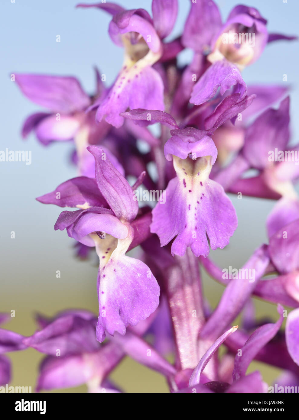 Early Purple Orchid - Orchis mascula Banque D'Images