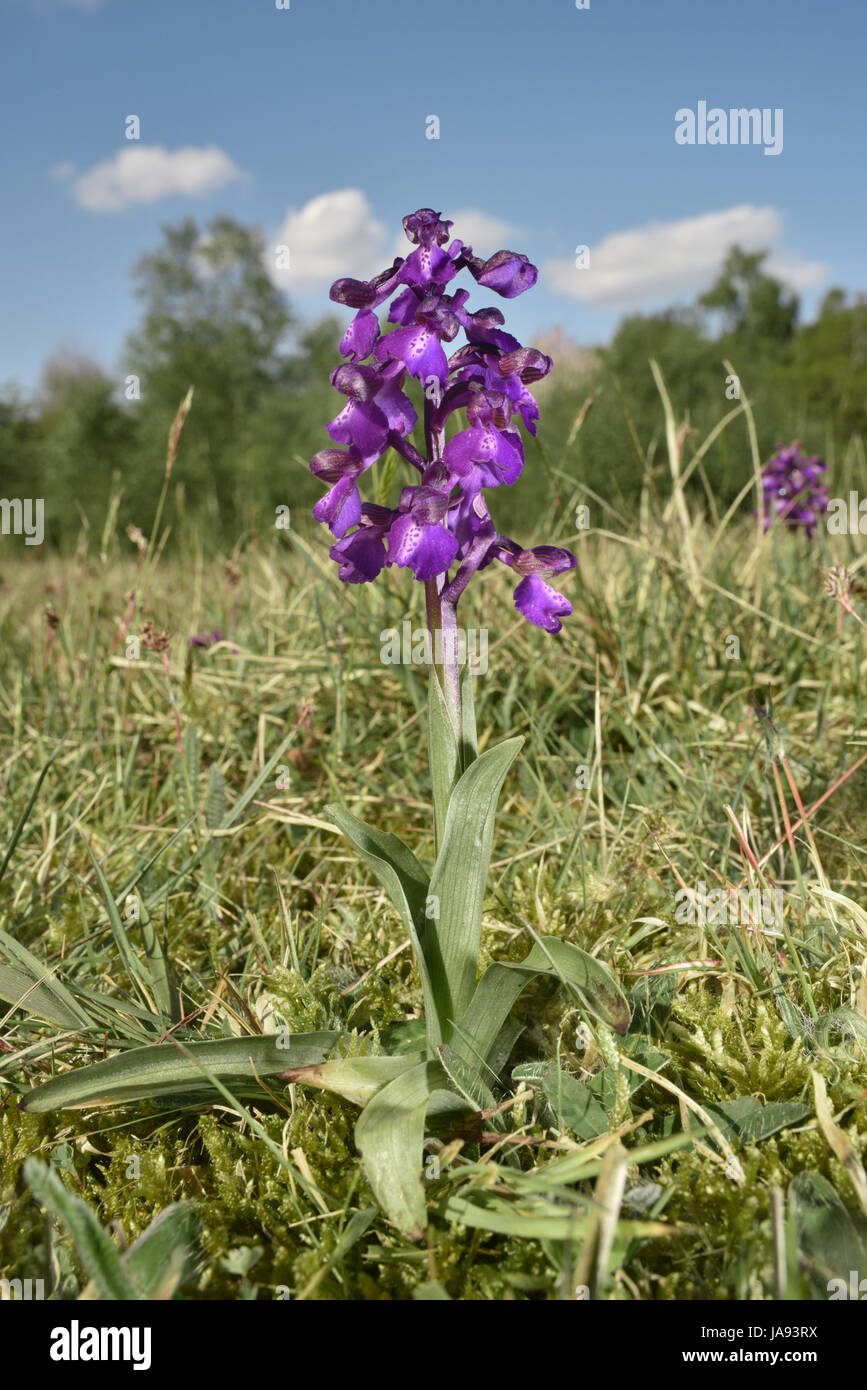 Green-winged Orchid - Anacamptis morio Banque D'Images