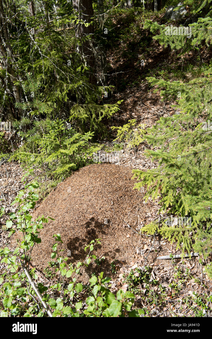 Grande colline de fourmis de forêt entourée de pins verts et de feuilles au soleil, montrant l'habitat naturel des insectes des bois en Suède Banque D'Images