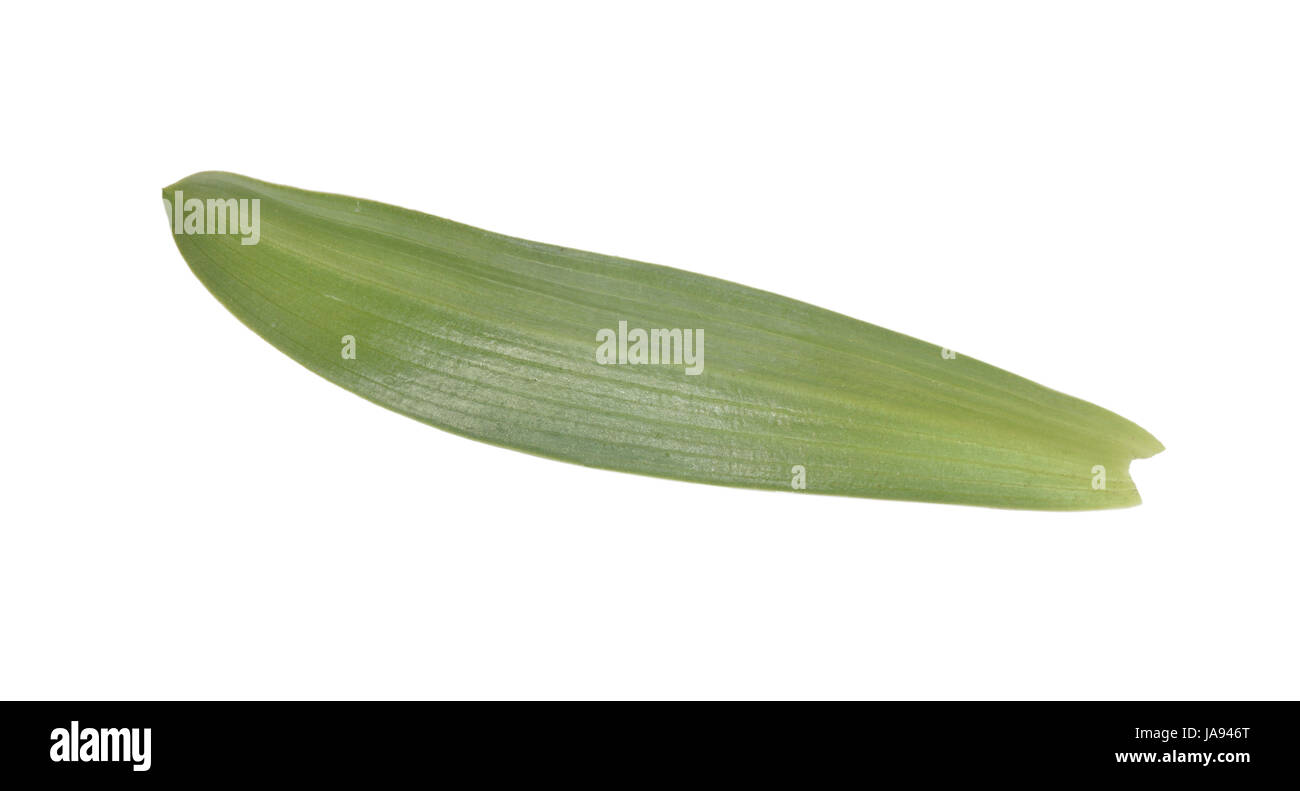 Orchidée - Orchis militaris militaire Banque D'Images