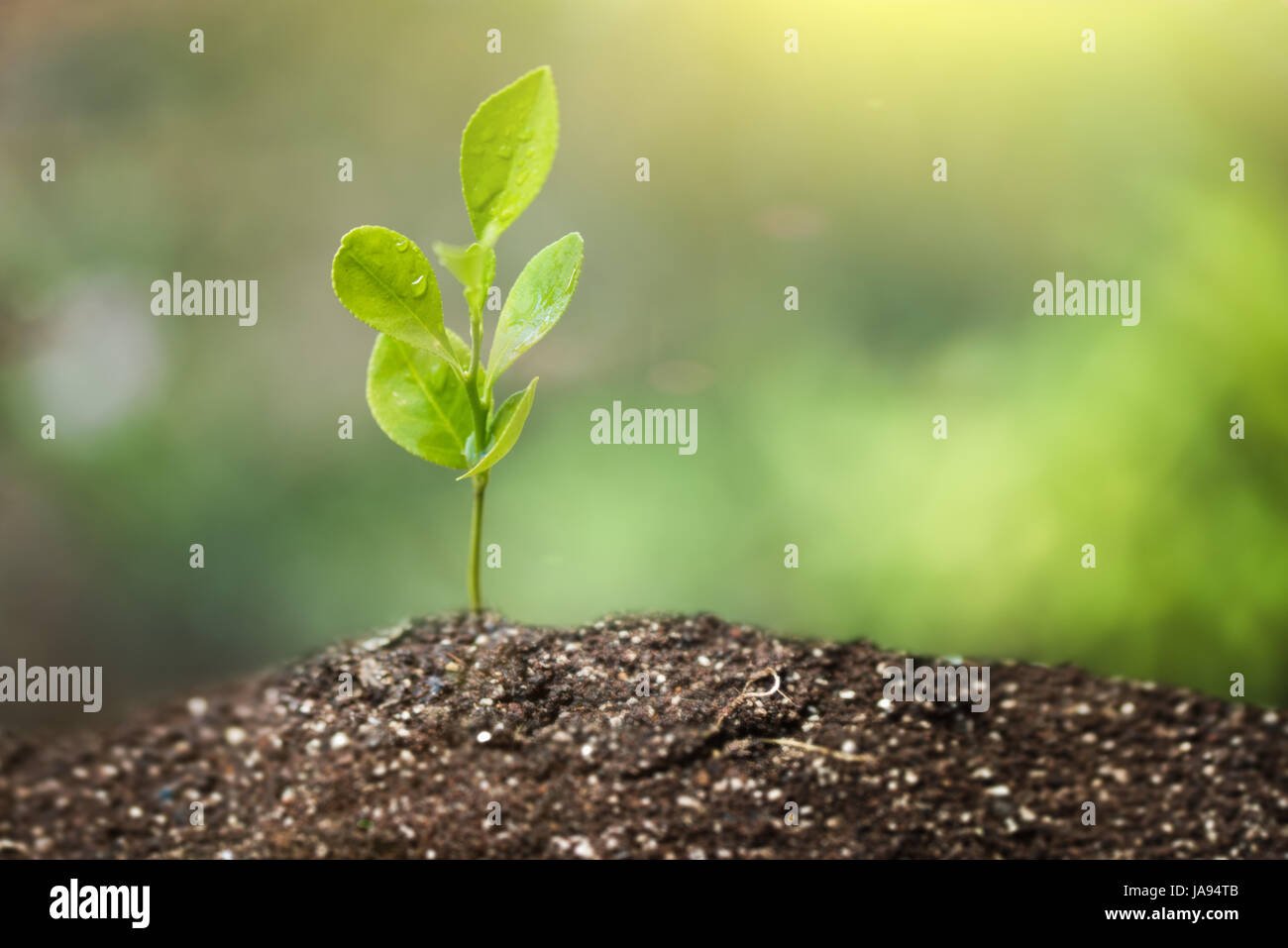 La germination des graines de plus en plus vert Banque D'Images