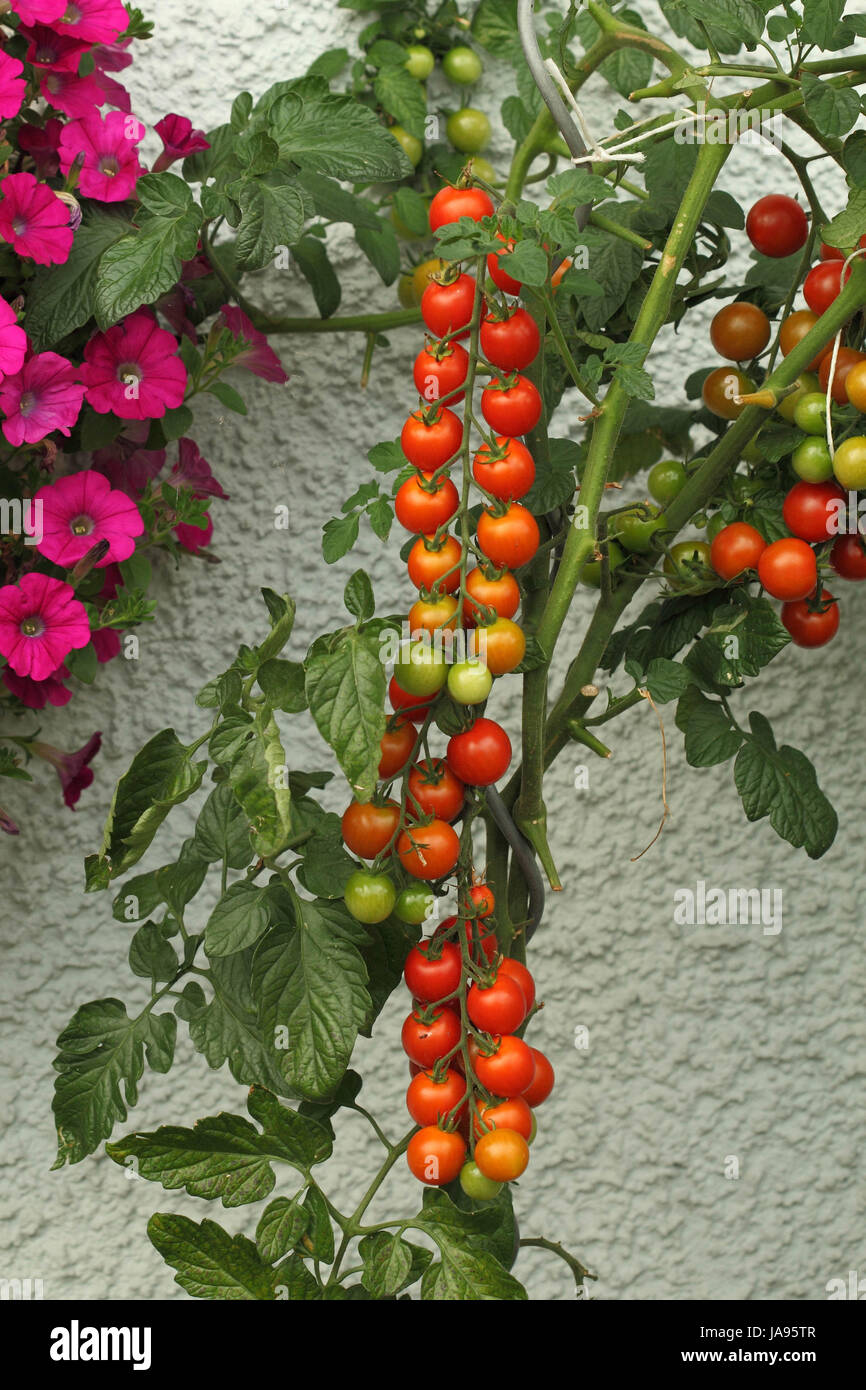 plant de tomate Banque D'Images