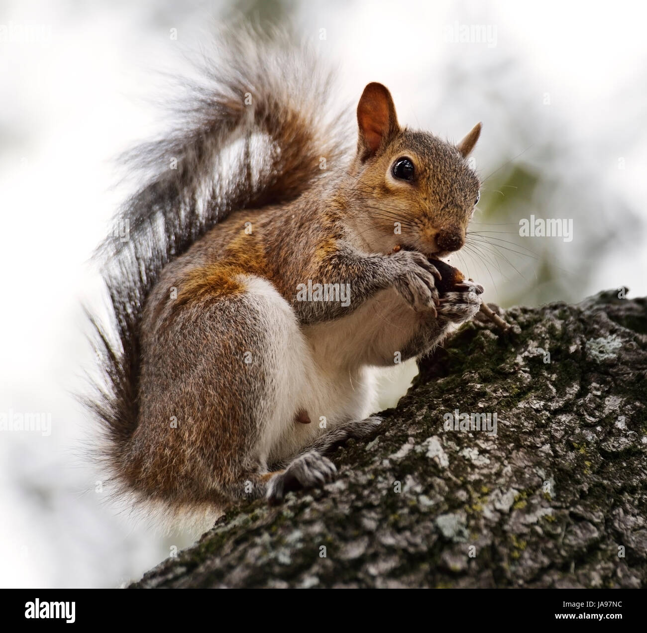 Animal, brown, brunâtre, brunette, fourrure, écureuil, fluffy, l'alimentation, poilu, Banque D'Images