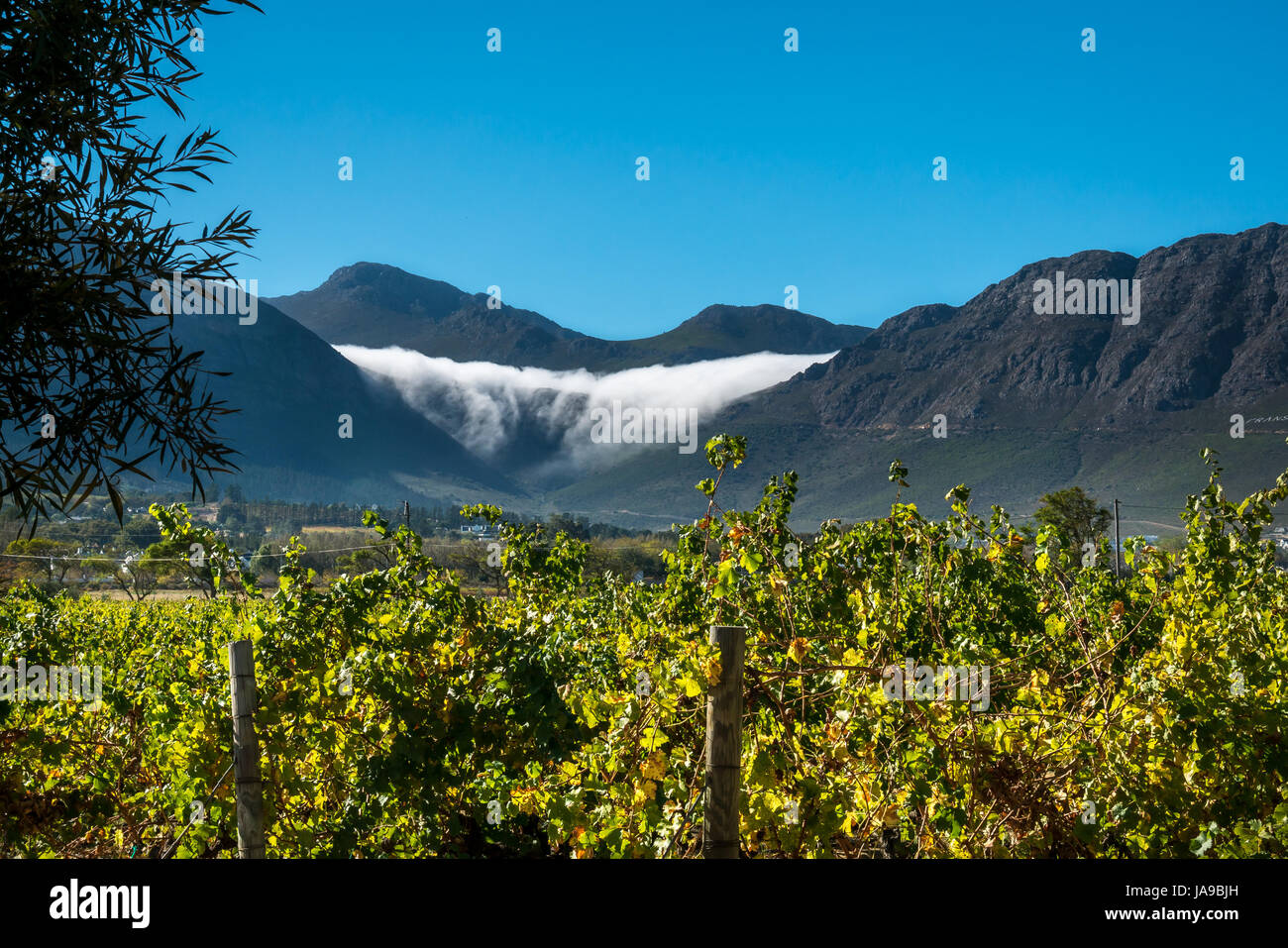 Nuages roulant sur la montagne comme une cascade, avec vignes en premier plan, Franschhoek, Western Cape, Afrique du Sud Banque D'Images