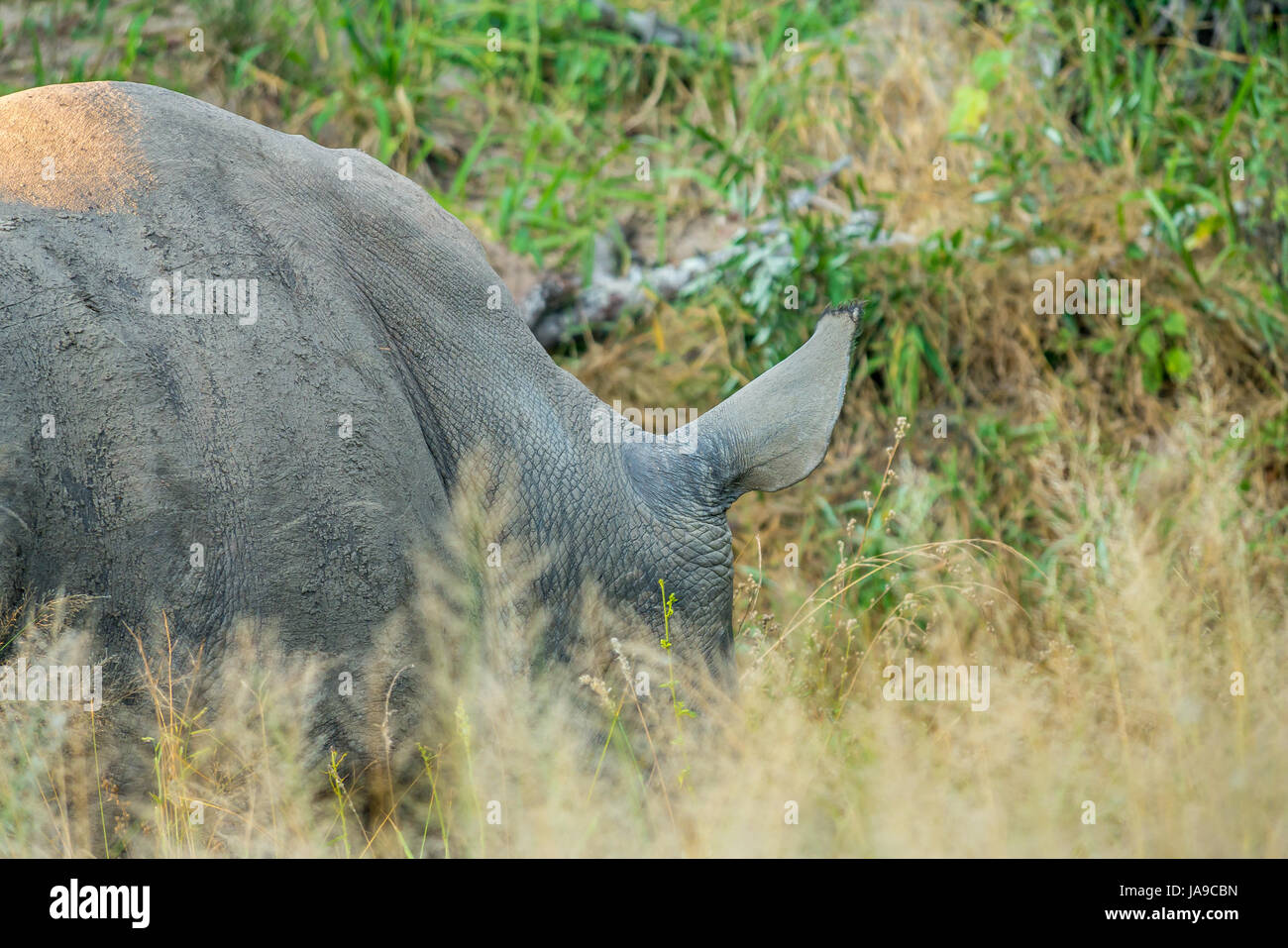 Gros plan des rhinocéros blancs éclairés au soleil en herbe longue, parc national du Grand Kruger, Afrique du Sud Banque D'Images