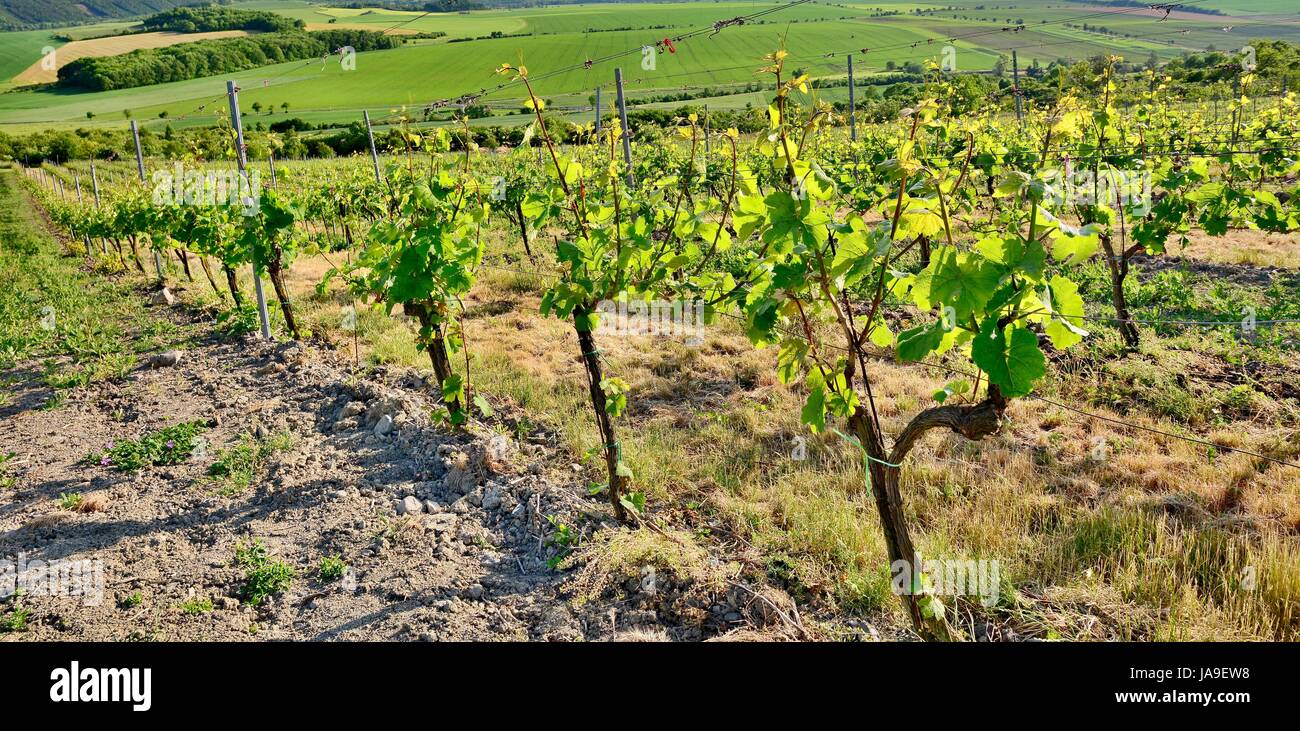 Vue sur le vignoble de la montagne Centrale tchèque. Banque D'Images