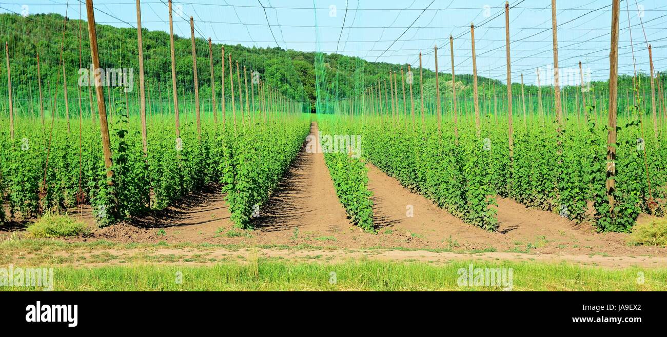 Raison du besoin de plus en plus jeunes sauts dans une hop garden en tchèque montagnes centrales. Banque D'Images