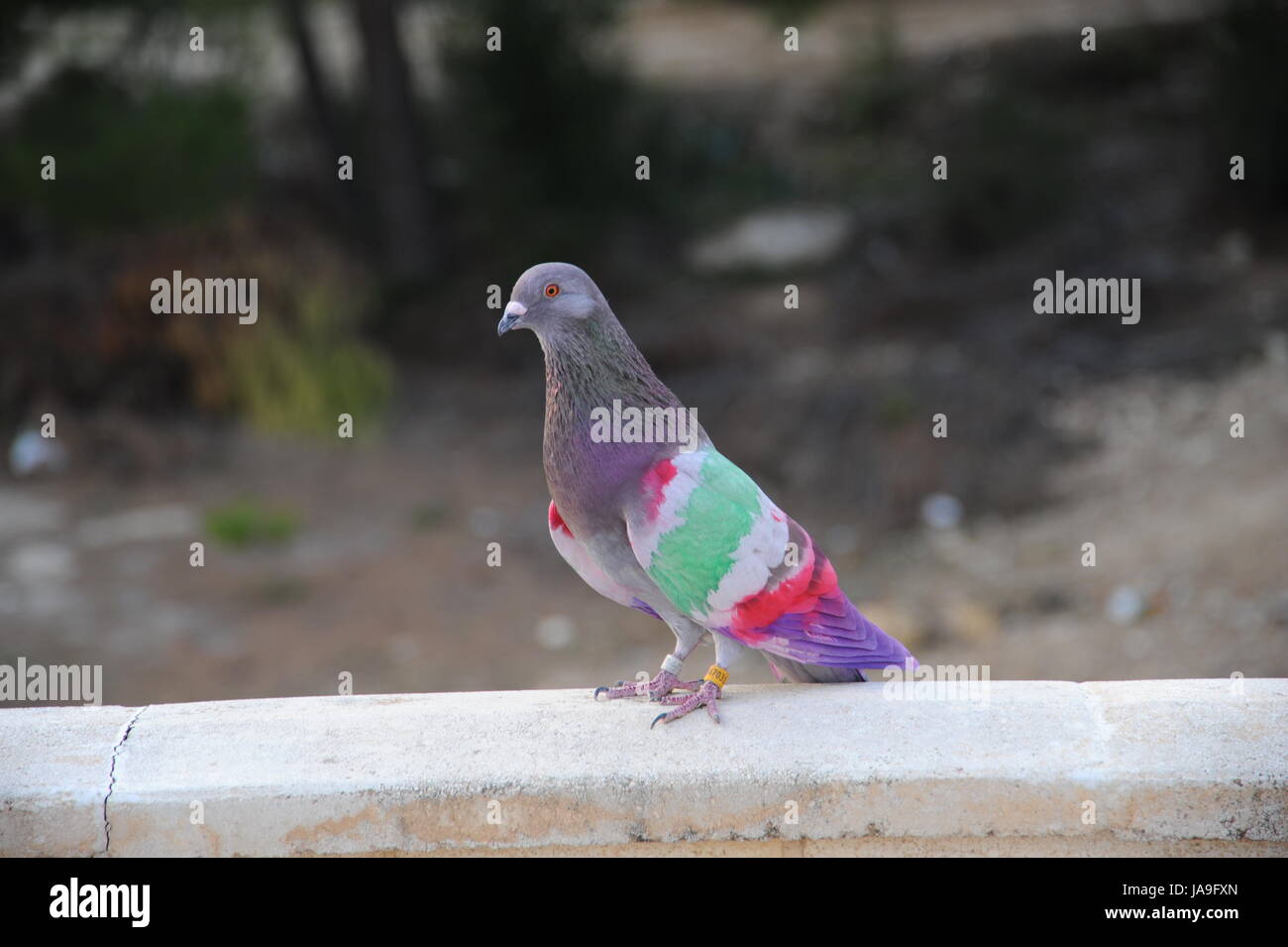 Colorés, coloré, magnifique, richement colorés, multiformes, concours, pigeons, Banque D'Images