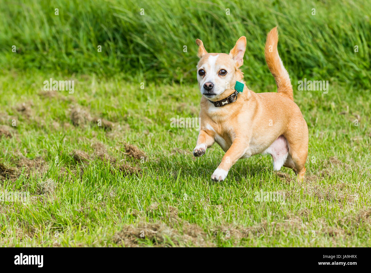 Petit chien qui court sur l'herbe. Il s'agit d'un croisement d'un Chihuahua et un Jack Russell Terrier. Banque D'Images