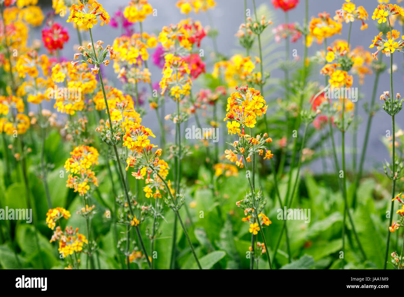 Chandelier colorés (candélabres) primevères en croissance, la floraison à la fin du printemps au début de l'été, RHS Gardens, Wisley, le sud-est de l'Angleterre, Royaume-Uni Banque D'Images