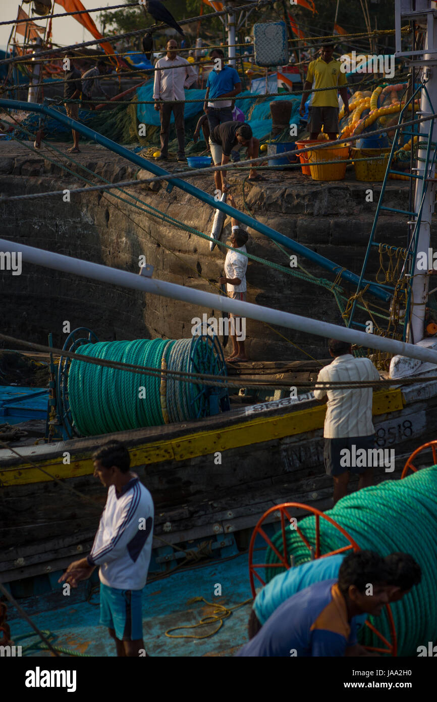 Un couple de poissons de grande taille sont transmis de bateau à voile jusqu'à ce qu'ils atteignent le quai de Sassoon docks, Mumbai, Inde. Banque D'Images