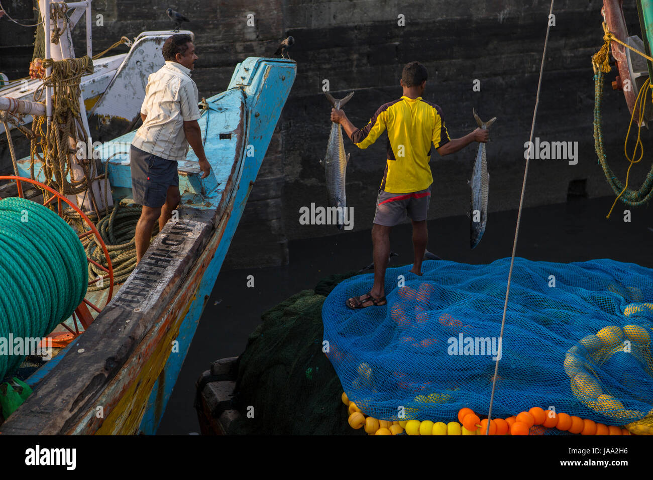 Un couple de poissons de grande taille sont transmis de bateau à voile jusqu'à ce qu'ils atteignent le quai de Sassoon docks, Mumbai, Inde. Banque D'Images