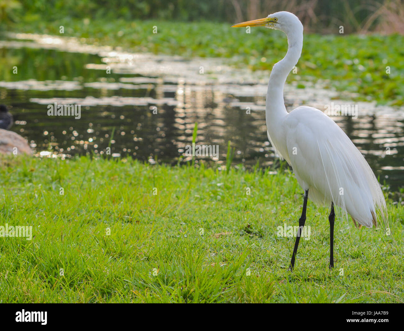 un-grand-h-ron-blanc-ardea-herodias-occidentalis-dans-le-parc-la