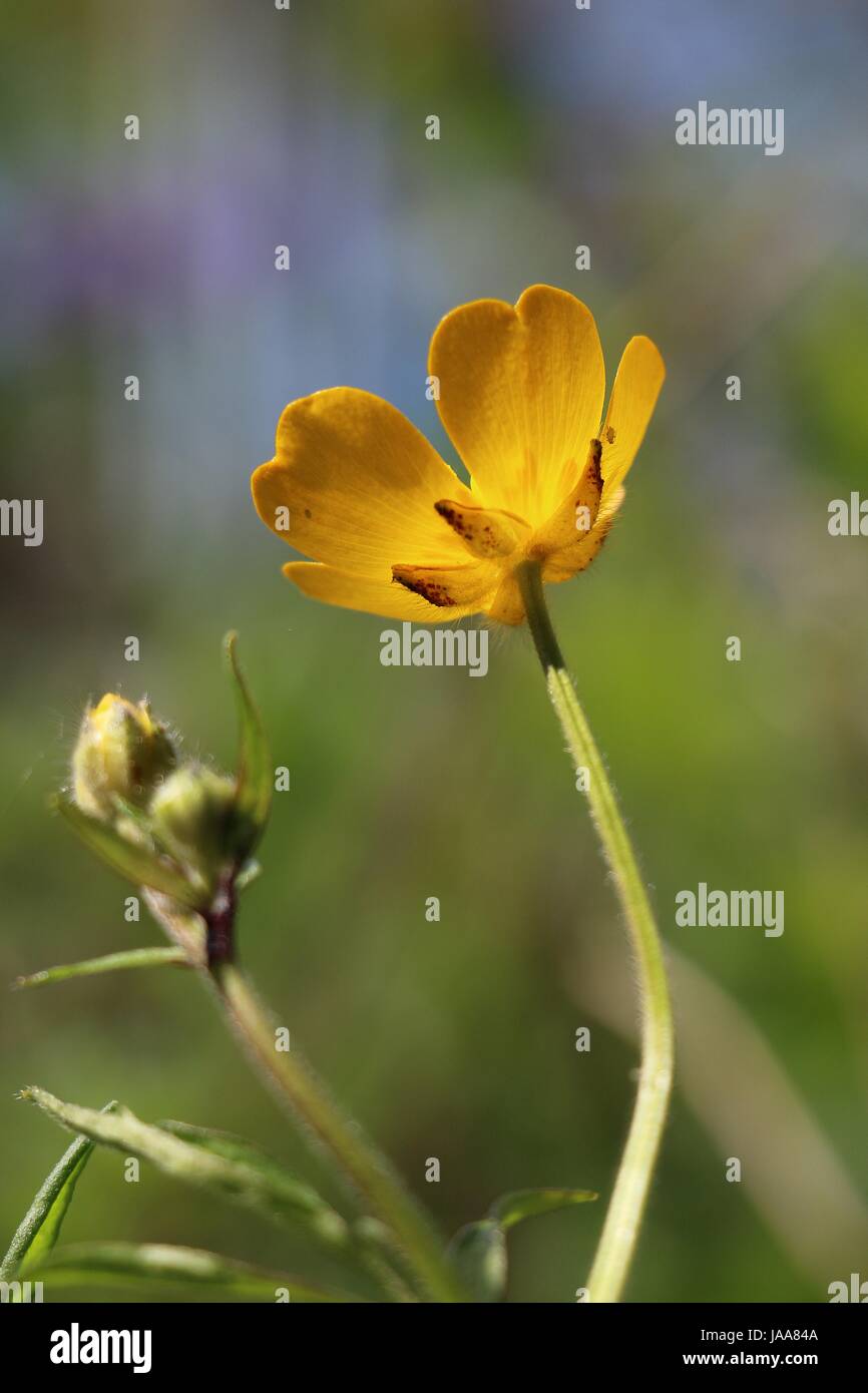 Jaune unique fleur Renoncule rampante, Ranunculus repens, miroitant dans le soleil de l'été sur un fond vert naturel ; en vertu de l'avis. Banque D'Images