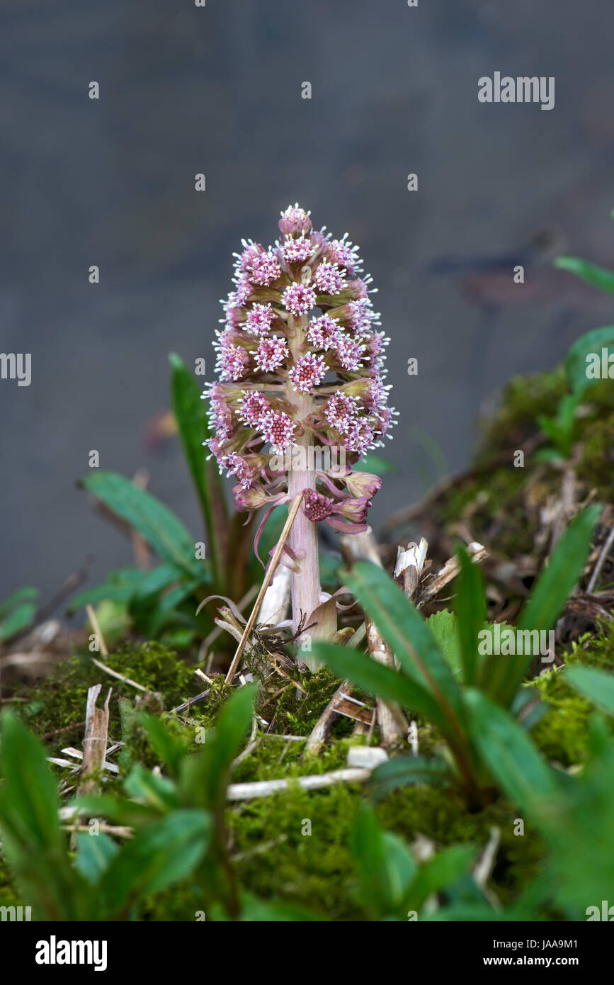 , Pétasite Petasites hybridus, rose fleur sur les rives de la Kennet and Avon Canal sur Hungerford, Commune Mars Berkshire Banque D'Images