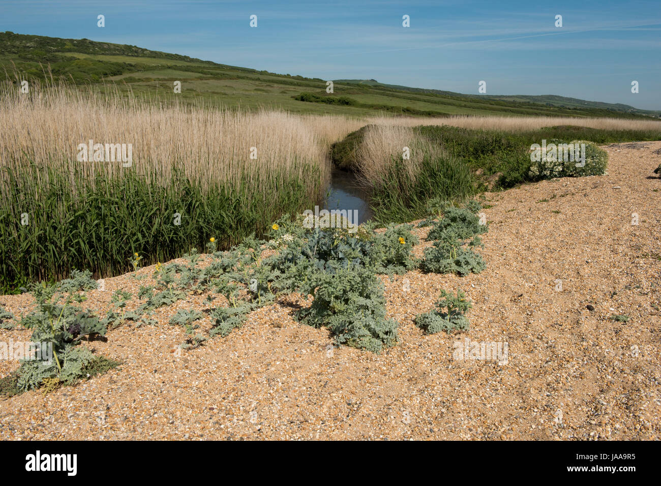 Lac et roselière à Cogden Beach réserve naturelle sur la plage de Chesil. Jaune de bardeaux et de coquelicots sur les cornes de galets, Dorset, Mai Banque D'Images