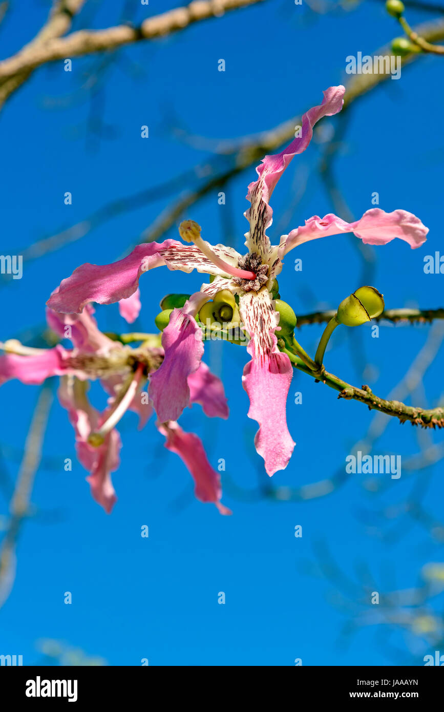 Détail de fleurs rose et blanc de kapok avec ciel bleu en arrière-plan Banque D'Images
