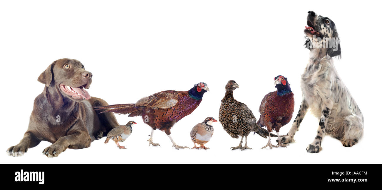 Gibier et les chiens de chasse in front of white background Banque D'Images