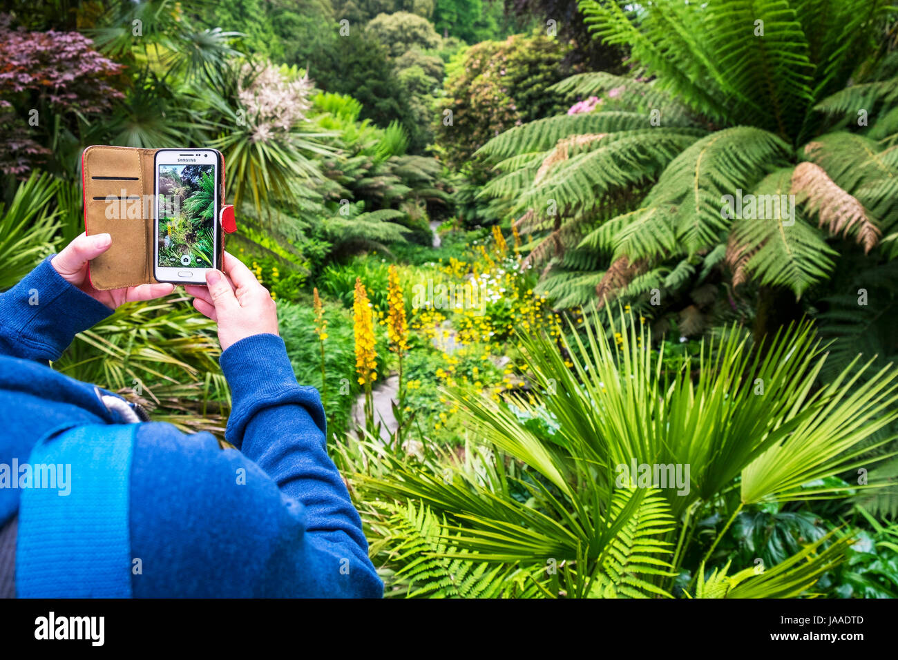 Un visiteur utilise un téléphone mobile de Samsung pour photographier les plantes de Trebah Garden à Cornwall. Banque D'Images