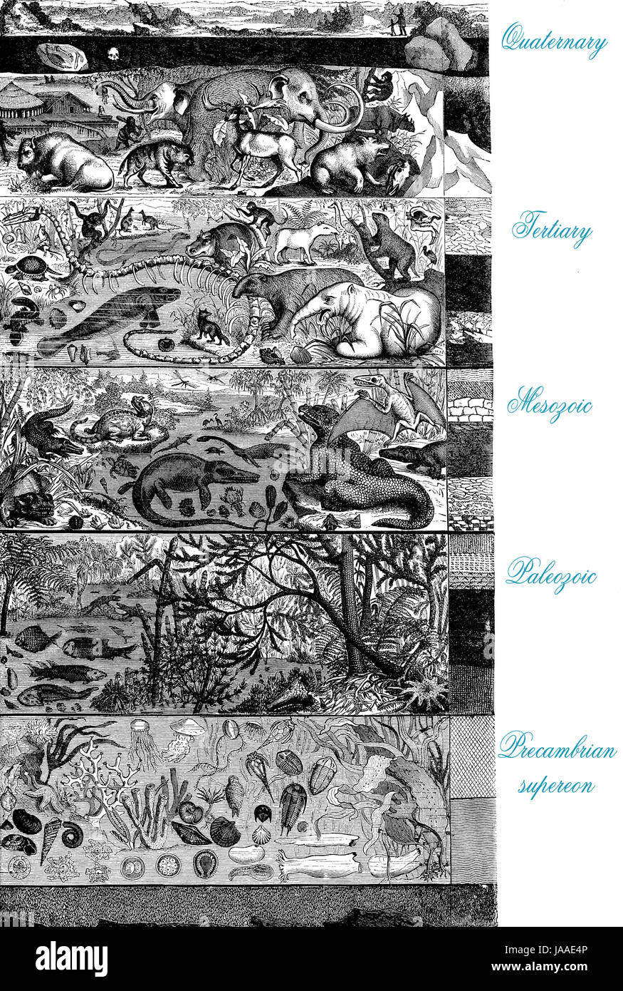 Ères géologiques, l'illustre l'évolution symbolique description, gravure du xixe siècle Banque D'Images