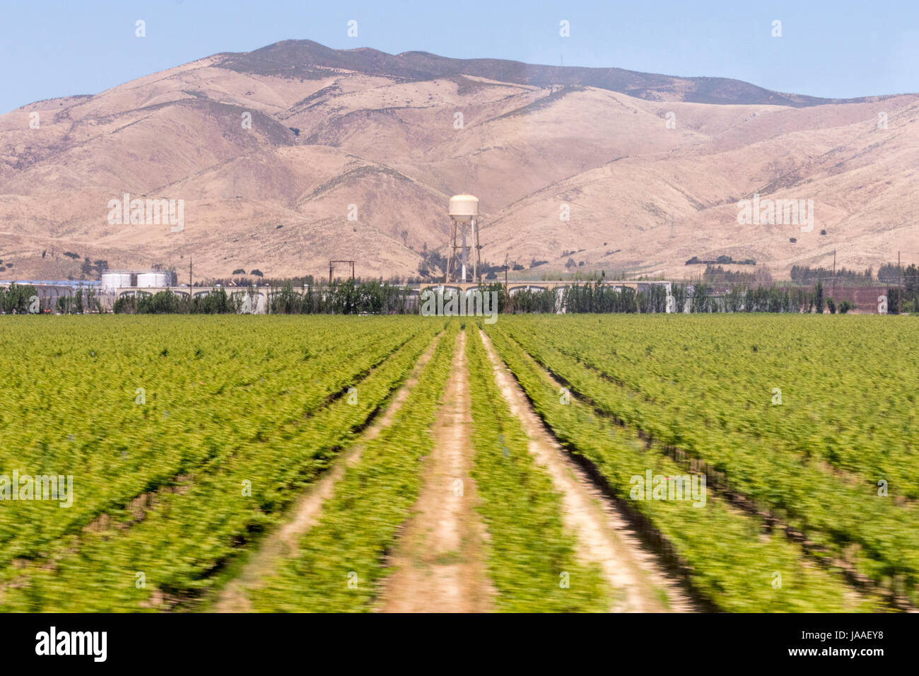 Ferme dans la vallée centrale de la Californie, près de Soledad, CA. Banque D'Images