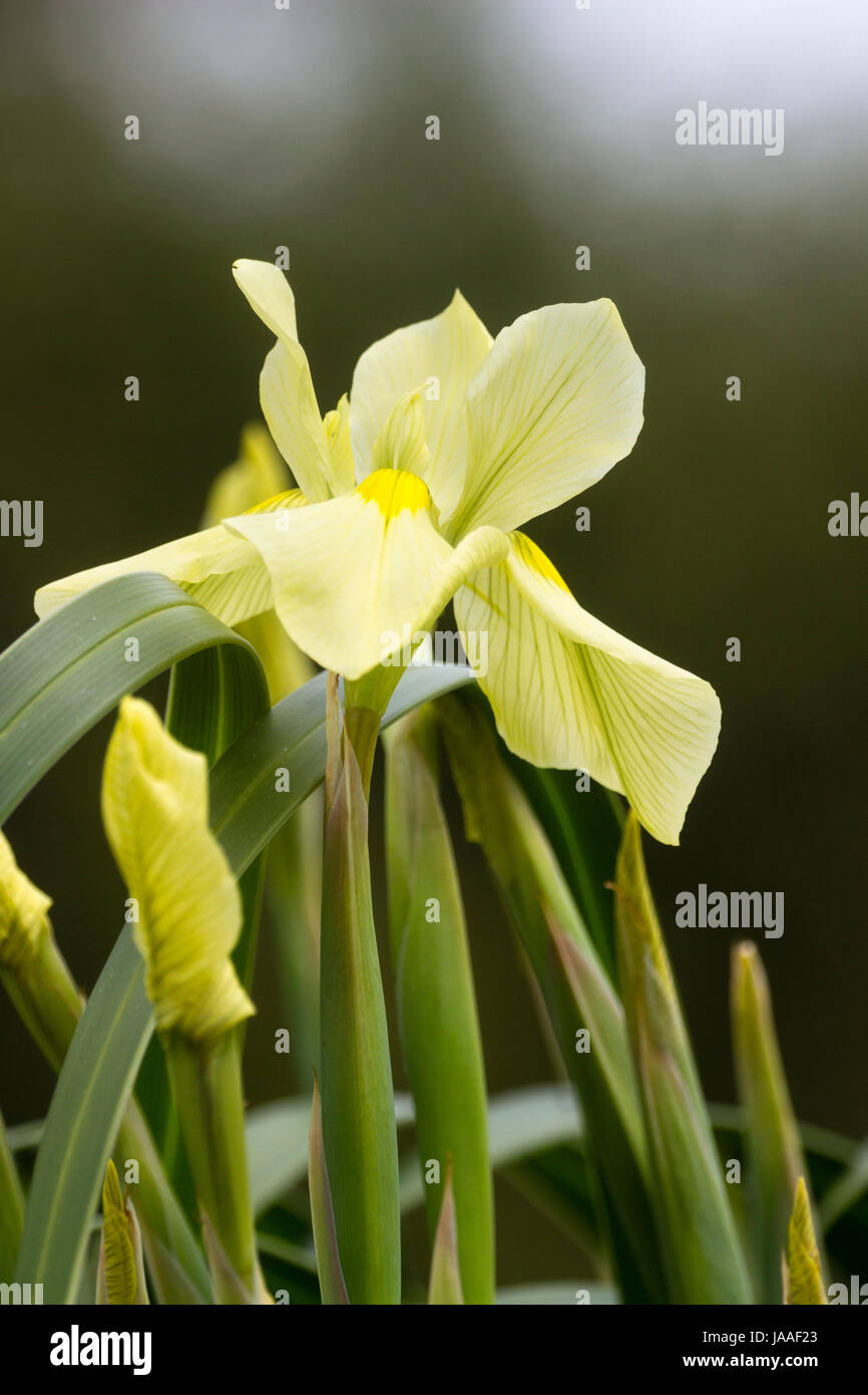 Fleur de l'iris de l'Afrique du Sud relative, Moraea alticola, une grande espèce alpine hardy Banque D'Images