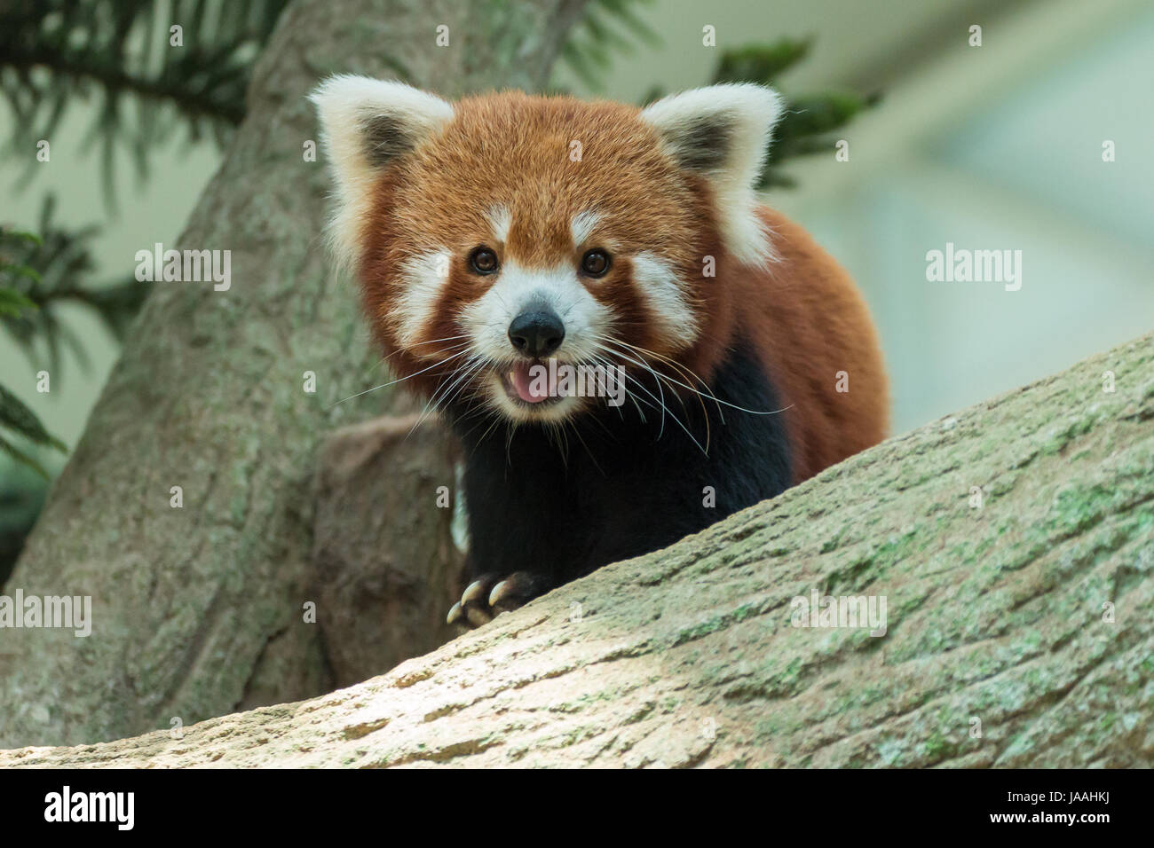 Disparition le panda rouge (Ailurus fulgens) à Singapour Banque D'Images