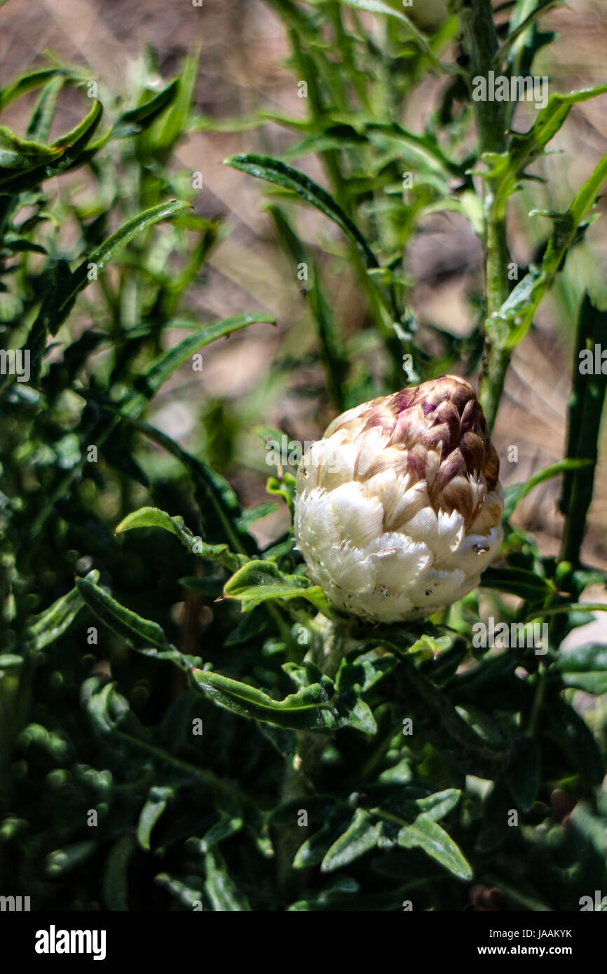 Centaurea conifera Banque D'Images