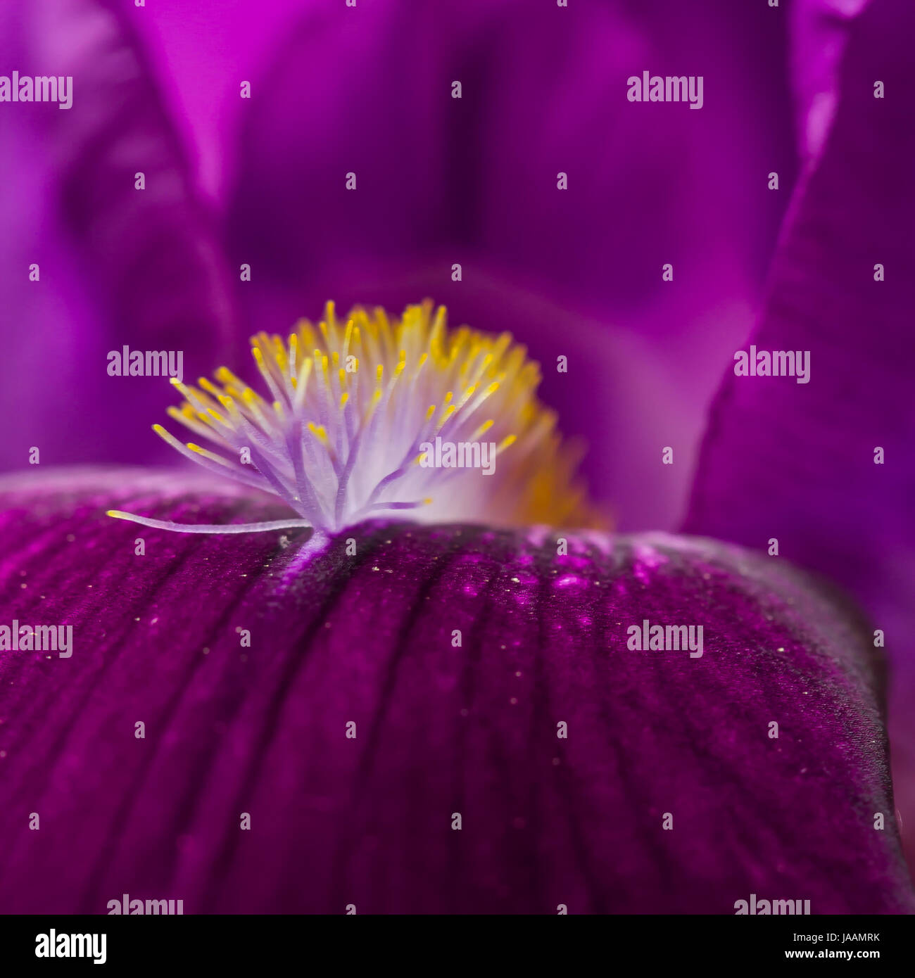 Iris mauve et fleurs macro -pétales Banque D'Images