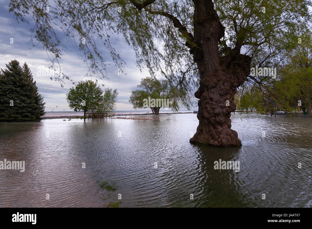 Arbres et un parc inondé causées par des niveaux d'eau élevés à Oakville, Ontario, Canada. Banque D'Images