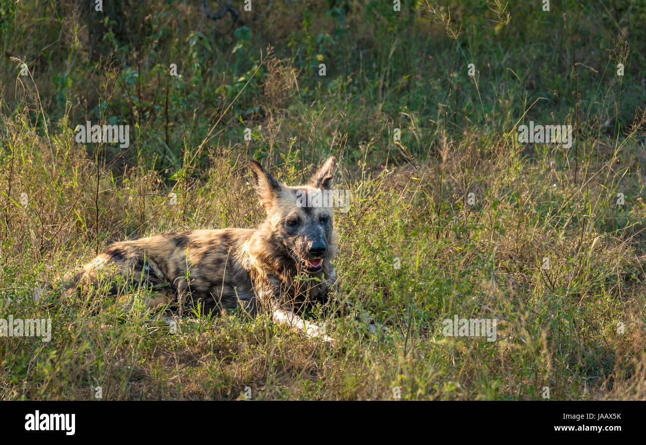 Chien sauvage africain, Lycaon pictus, parc national du Grand Kruger, Afrique du Sud, repos et panting Banque D'Images