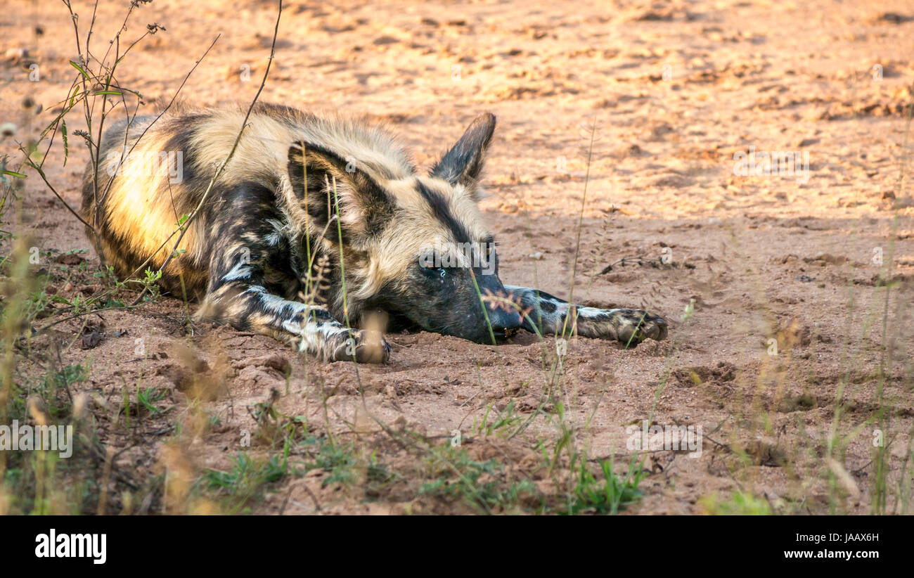 Chien sauvage africain, Lycaon pictus, parc national du Grand Kruger, Afrique du Sud, reposant avec la tête entre les pattes Banque D'Images