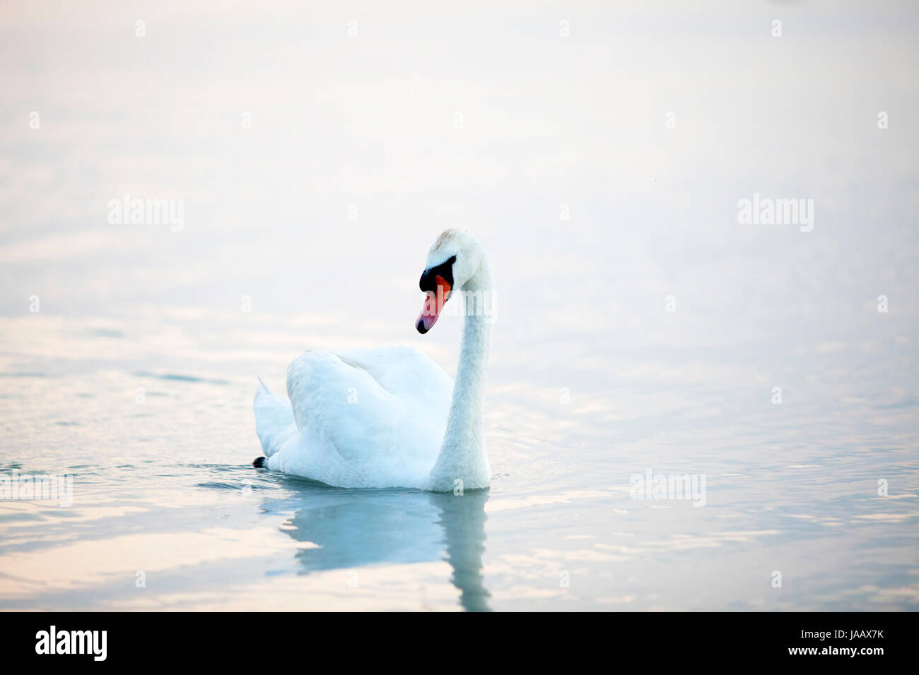 Belle, beauteously, Nice, l'art, sauvage, élégance, cygnes, oiseaux, réflexion, Banque D'Images