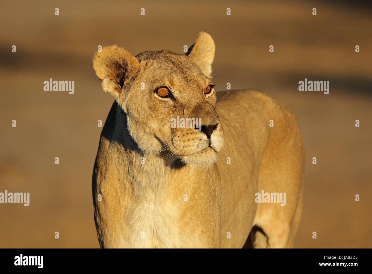 Portrait d'une lionne d'Afrique (Panthera leo), désert du Kalahari, Afrique du Sud Banque D'Images