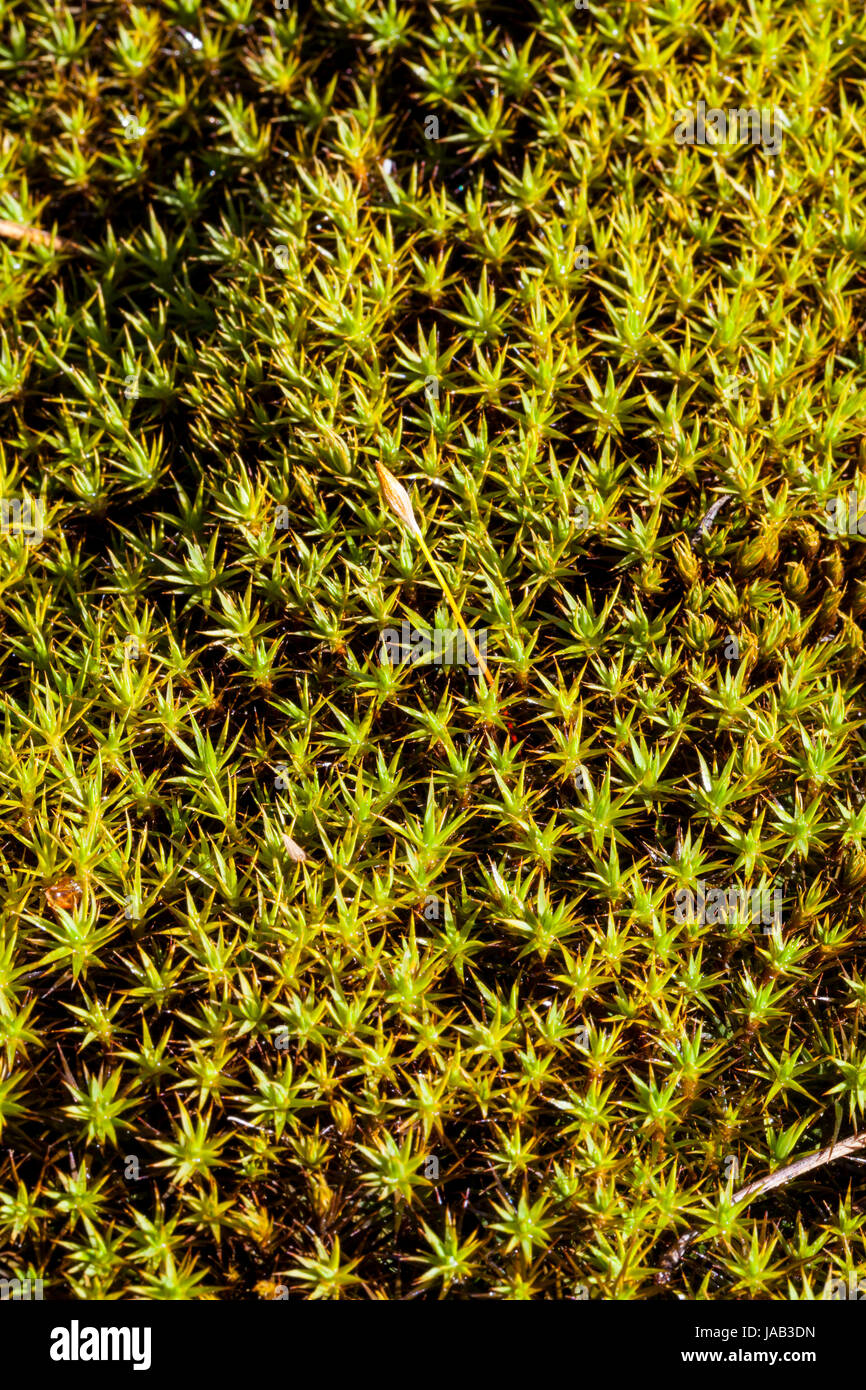 Juniper mousse polytric Polytrichum juniperinum (croissance) Banque D'Images