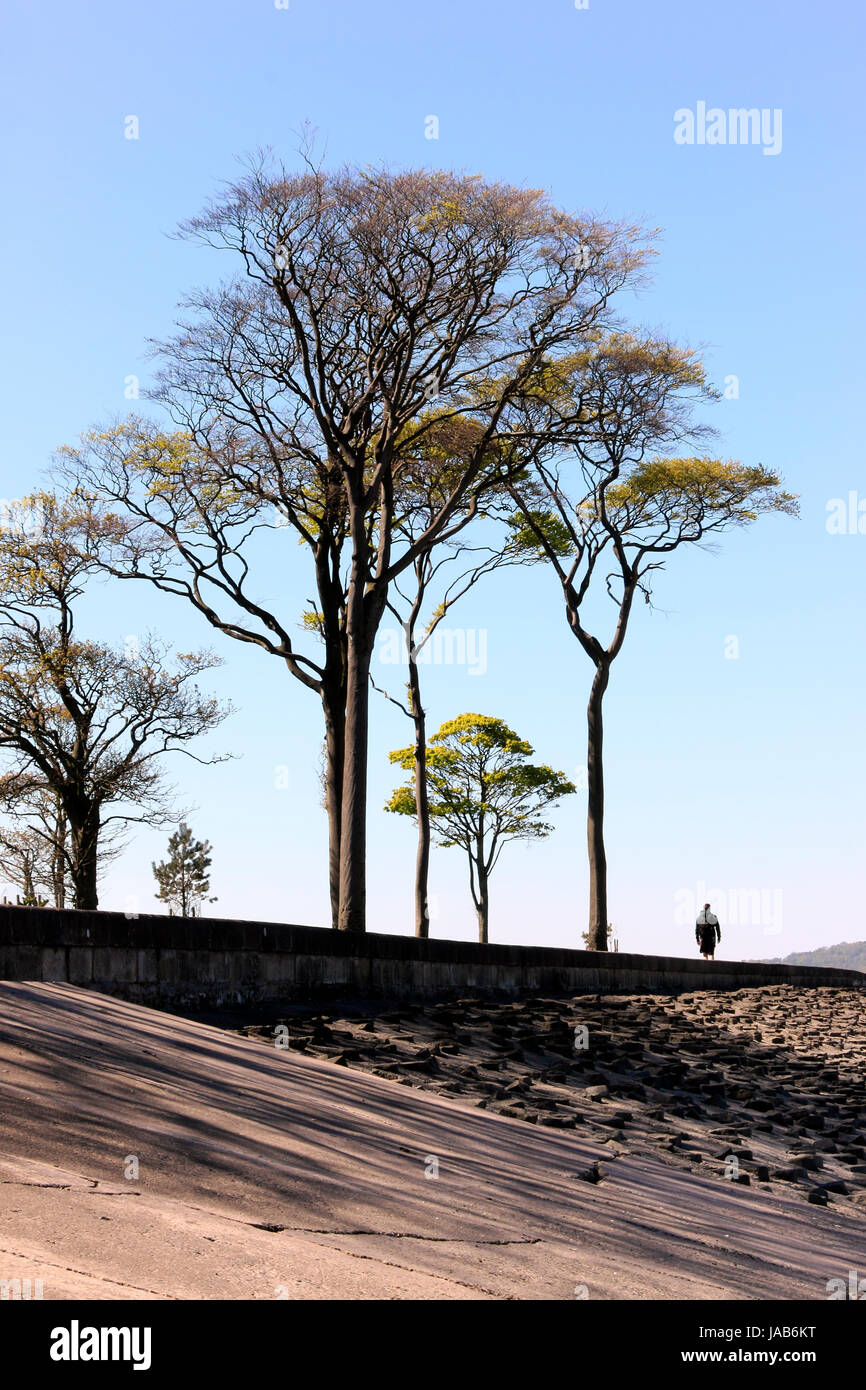 Les arbres le long de la promenade, de l'Estran Cramond, Édimbourg, Écosse, Royaume-Uni Banque D'Images